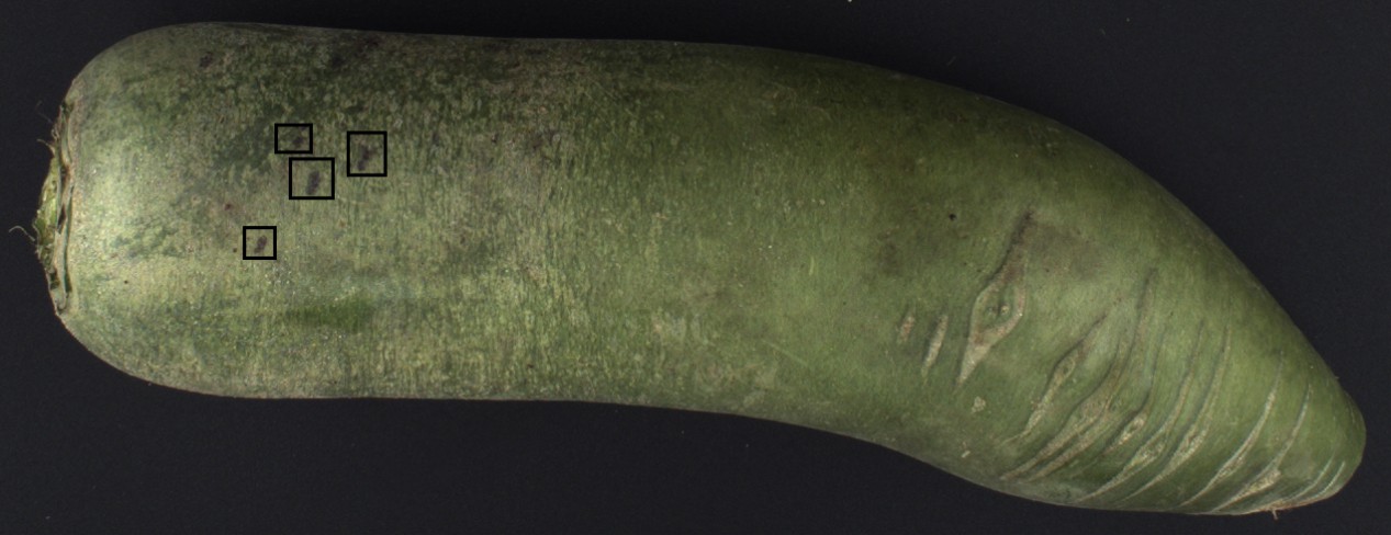 基于机器视觉的茎菜外观智能检测技术研发